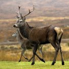 Red deer stag